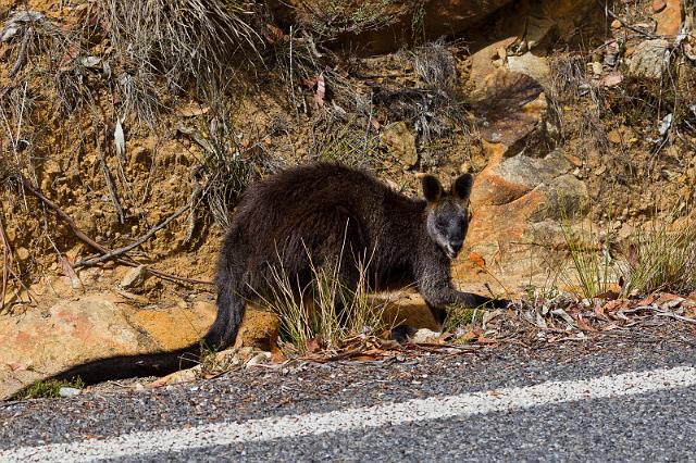 239 Grampians NP, kwaststaartrotskangoeroe.jpg